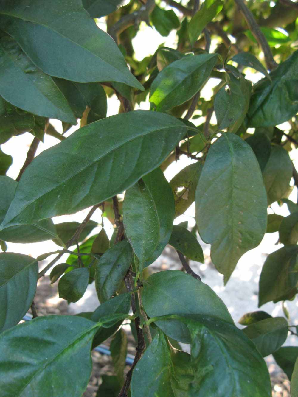            Shade leaves (Winter Haven, FL)   